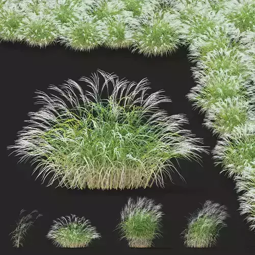 Miscanthus sinensis ornamental grass 3D model