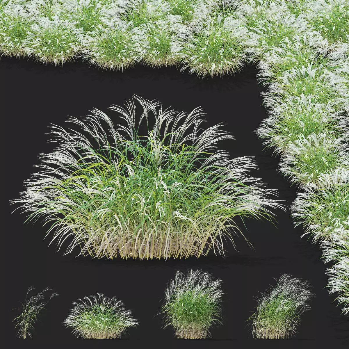 Miscanthus sinensis ornamental grass 3D model_0