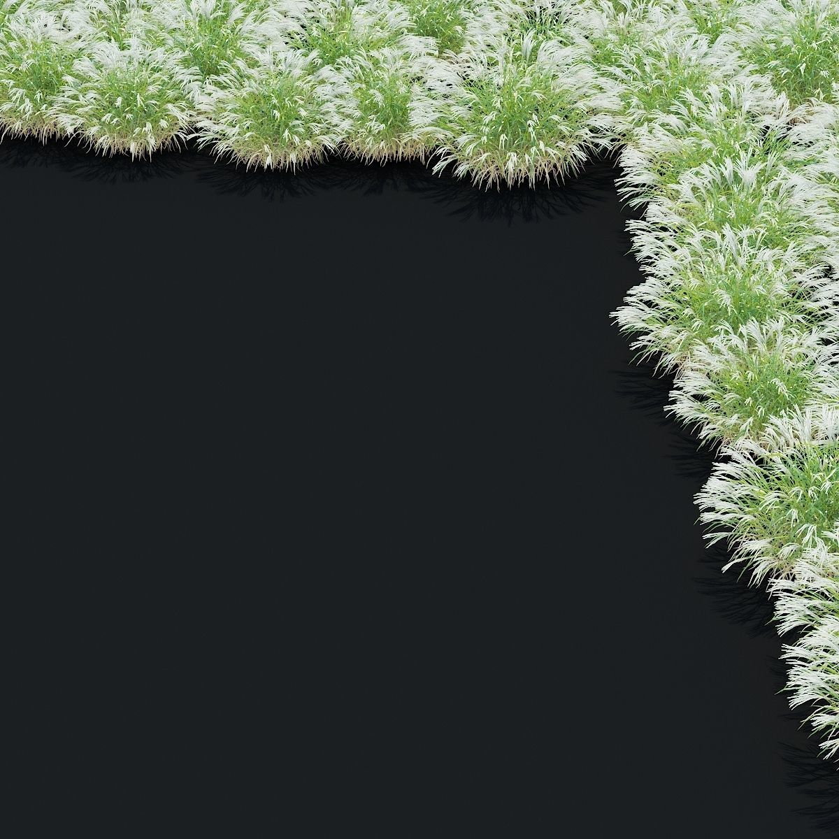 Miscanthus sinensis ornamental grass 3D model_3