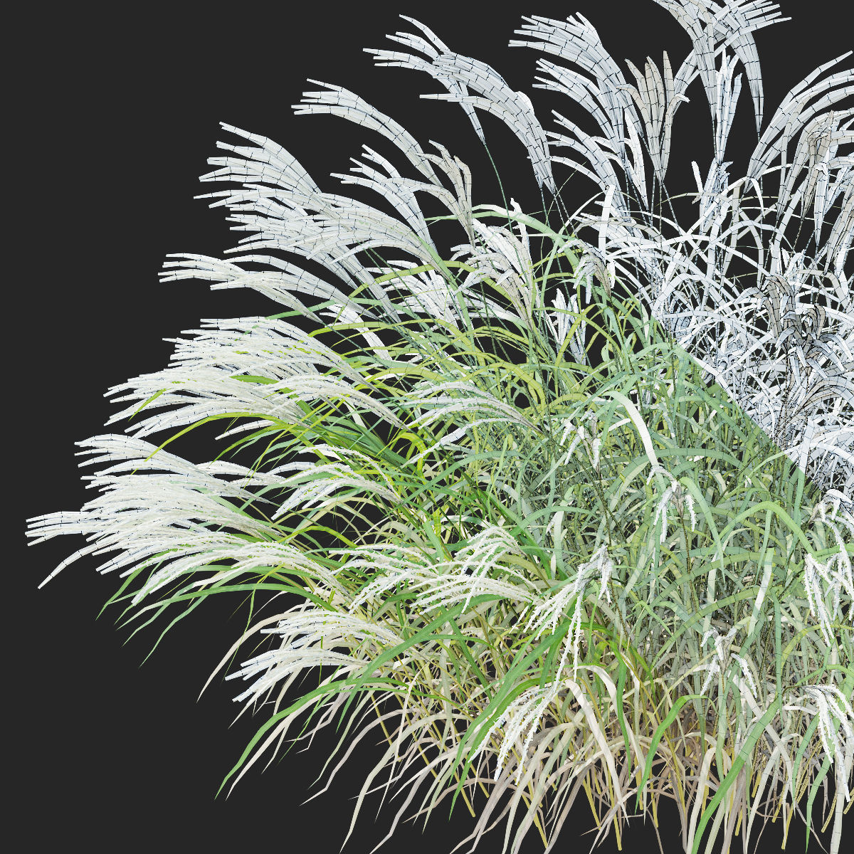 Miscanthus sinensis ornamental grass 3D model_1