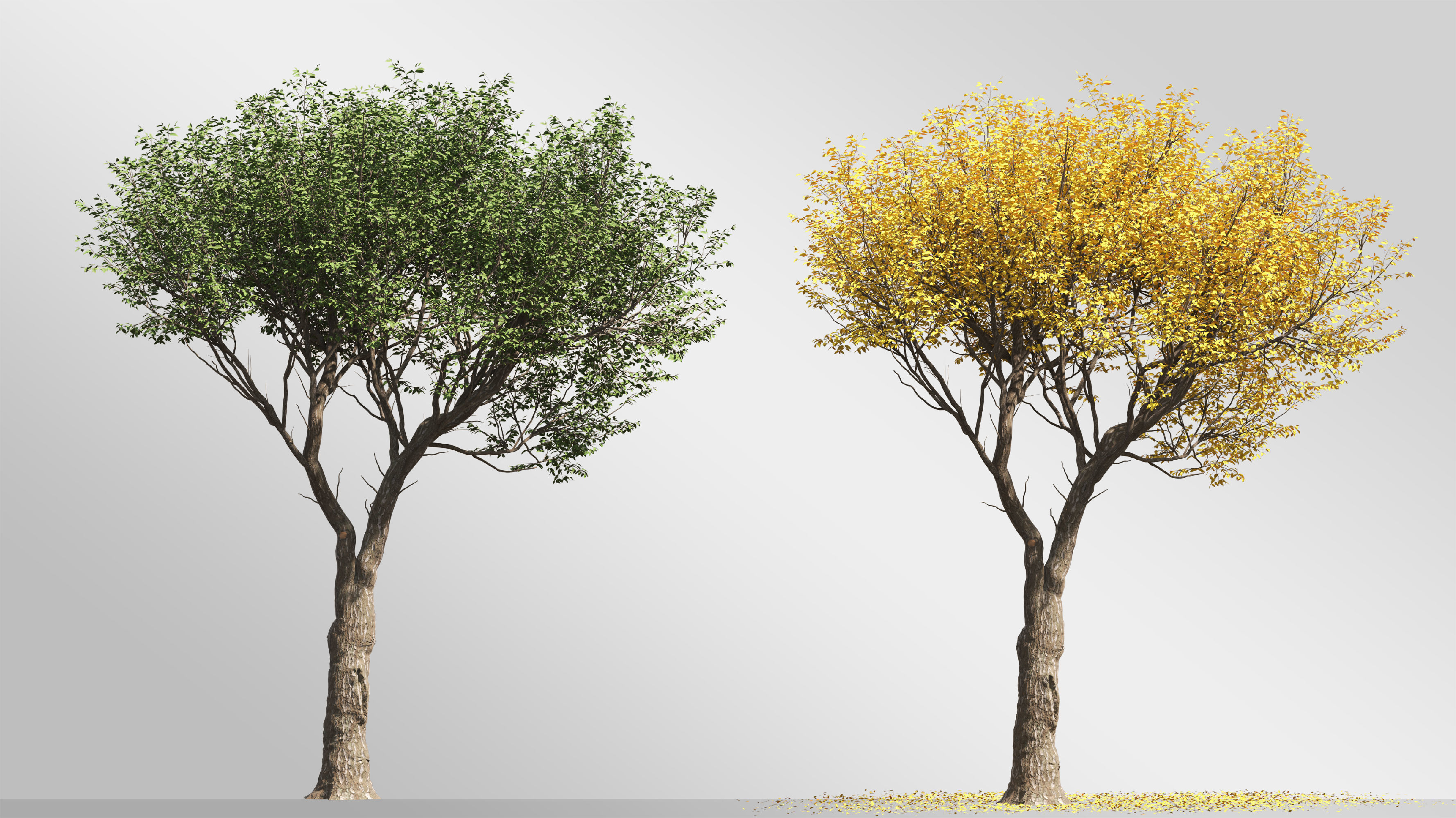 6 tree 3d models 3D model_3
