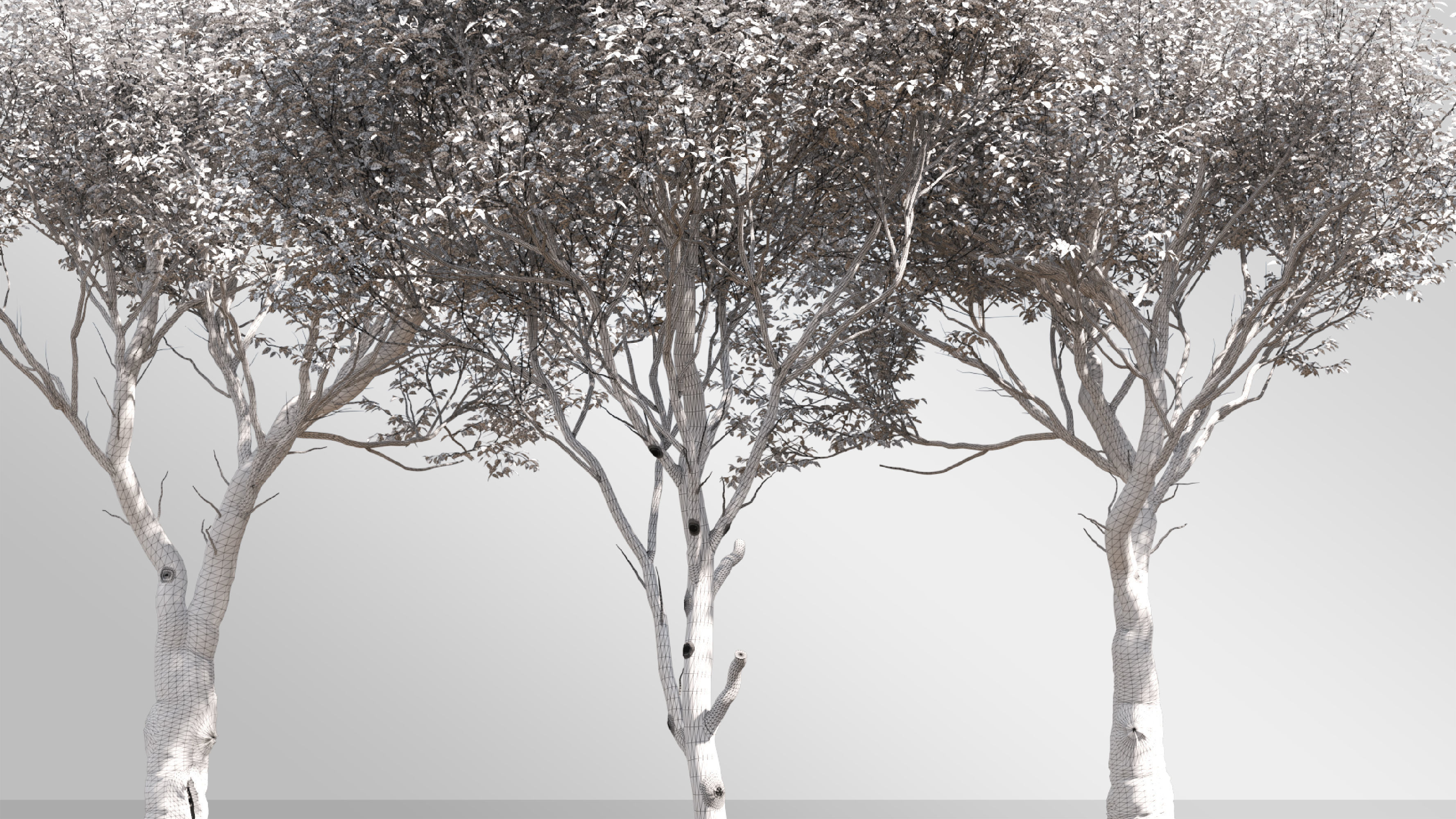 6 tree 3d models 3D model_8