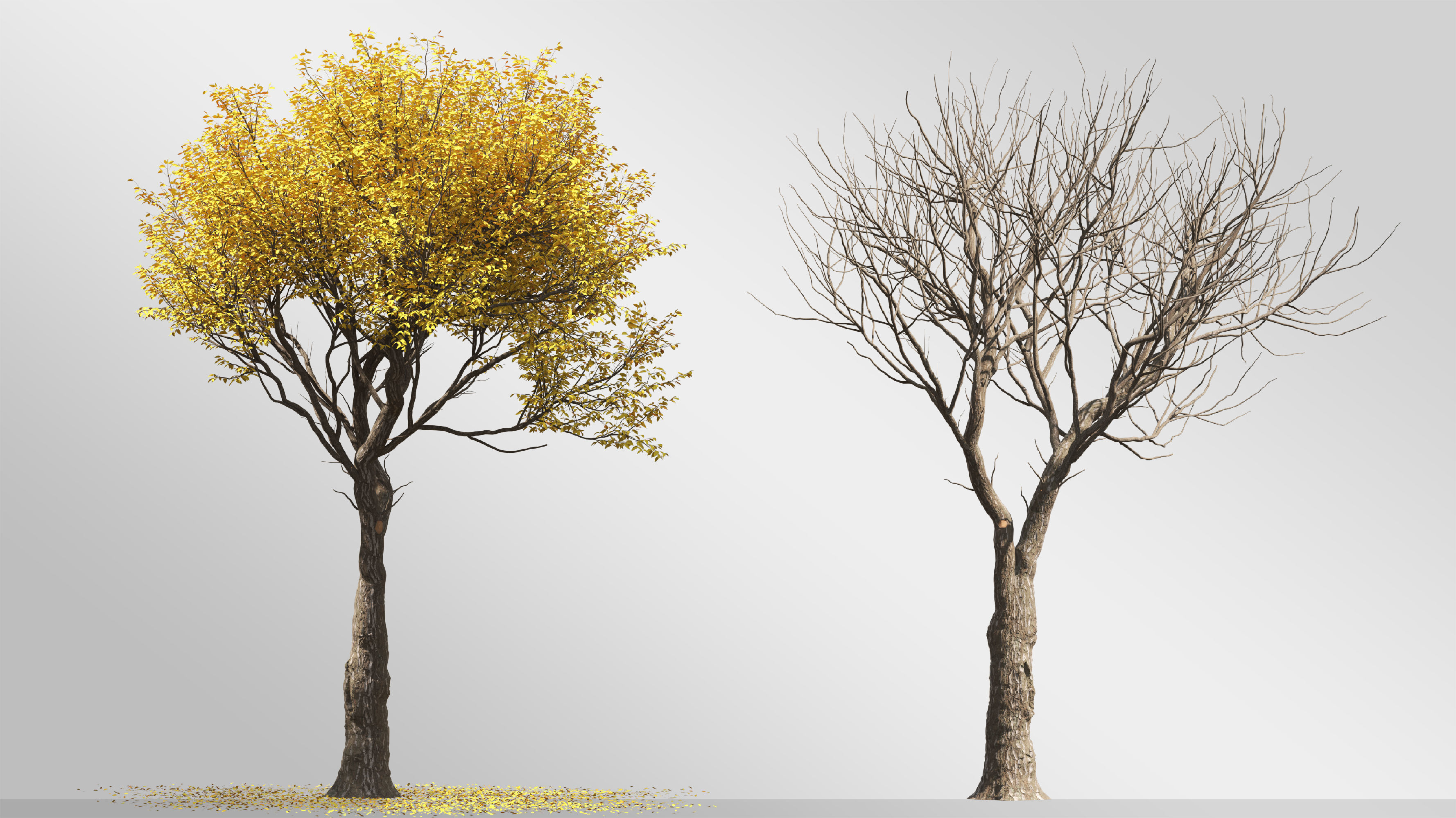 6 tree 3d models 3D model_2