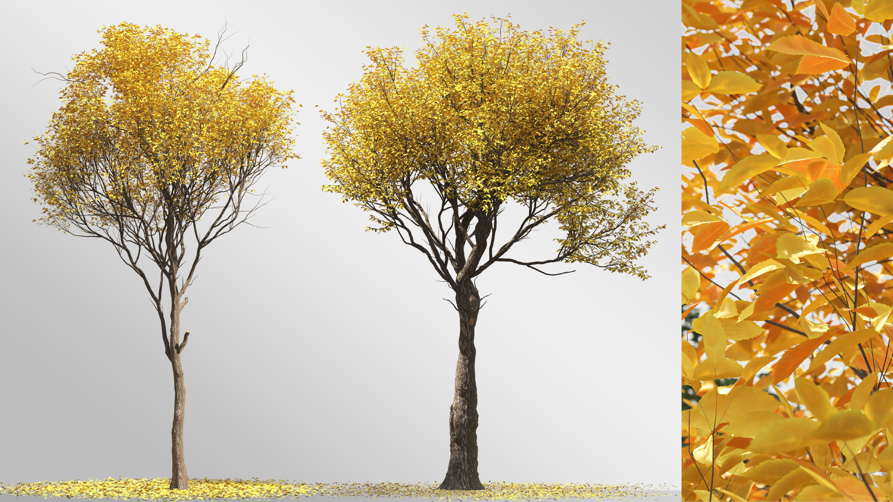 6 tree 3d models 3D model_5