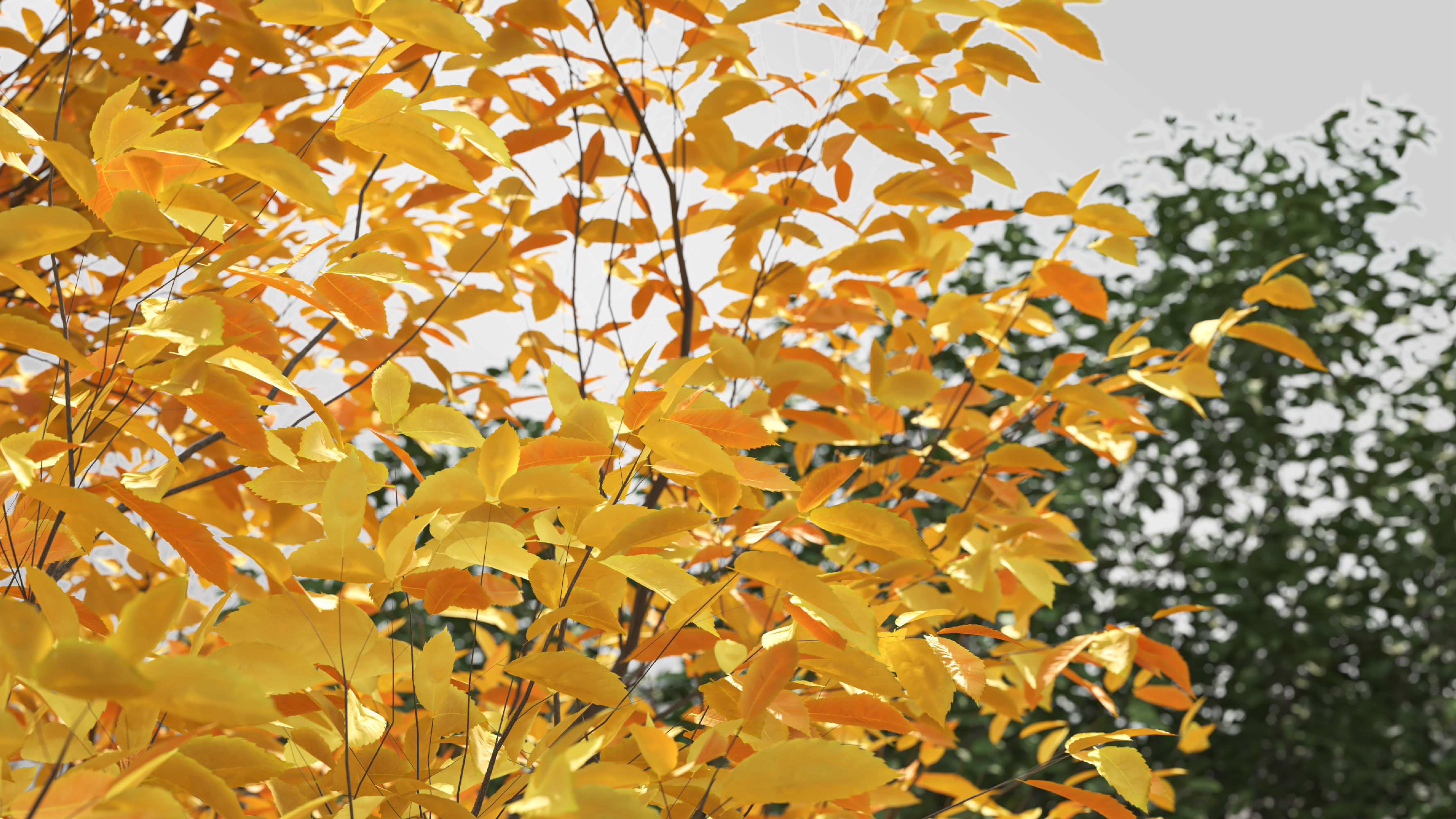 6 tree 3d models 3D model_6