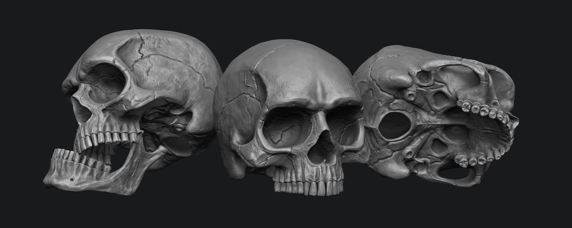 Human Skull Model Low-poly 3D model_3