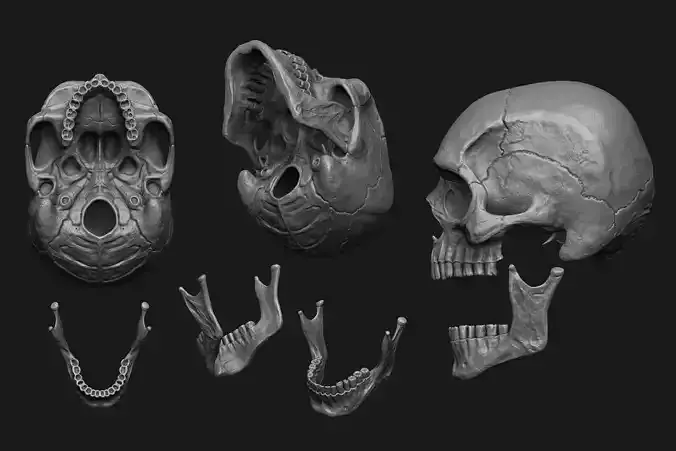 Human Skull Model