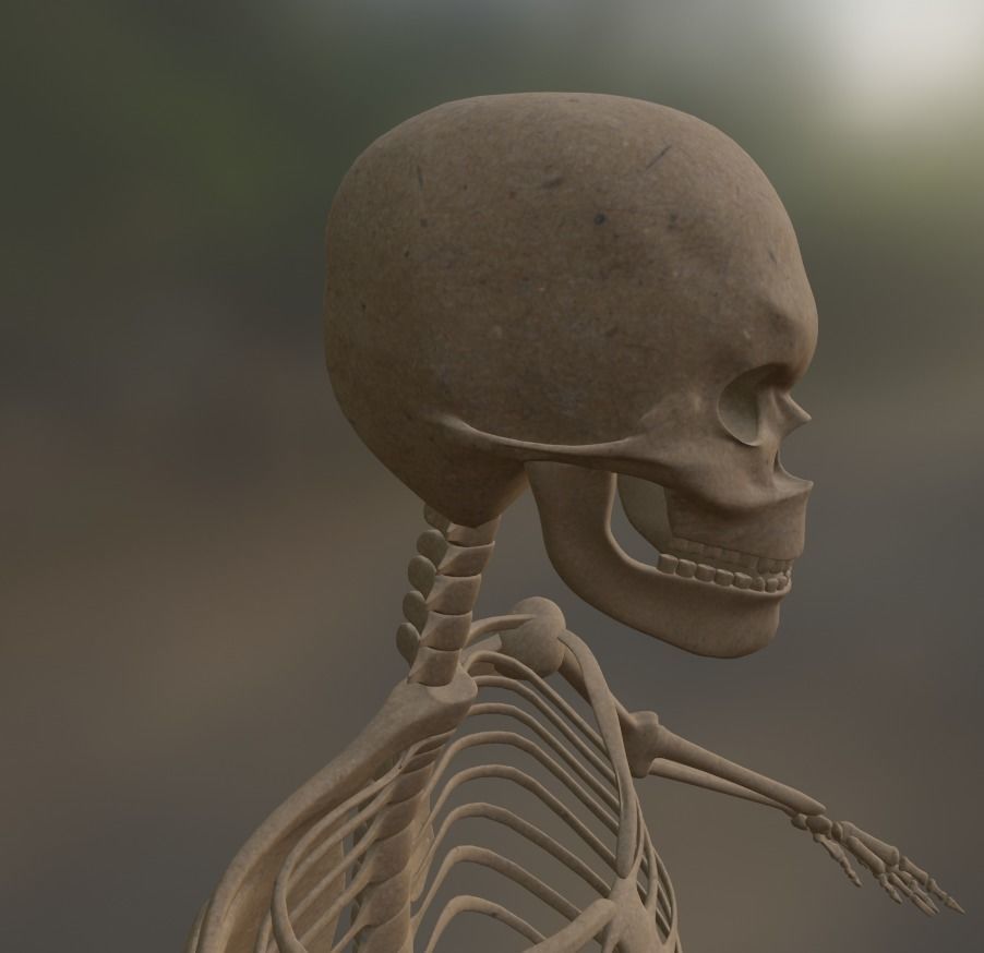 Low Poly Human Skeleton - 3d Model Low-poly 3D model_4