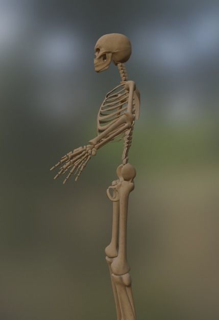 Low Poly Human Skeleton - 3d Model Low-poly 3D model_2