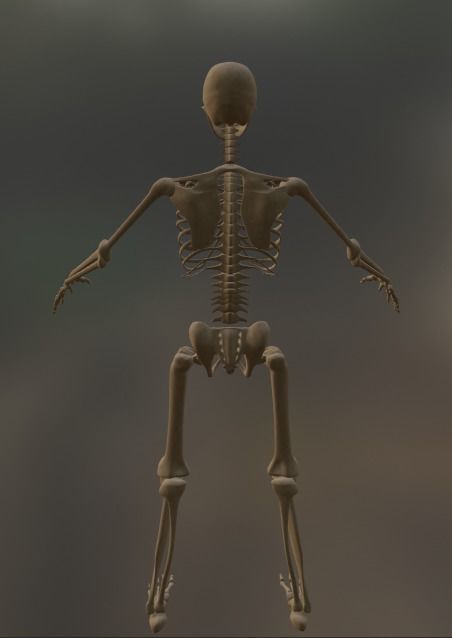 Low Poly Human Skeleton - 3d Model Low-poly 3D model_3