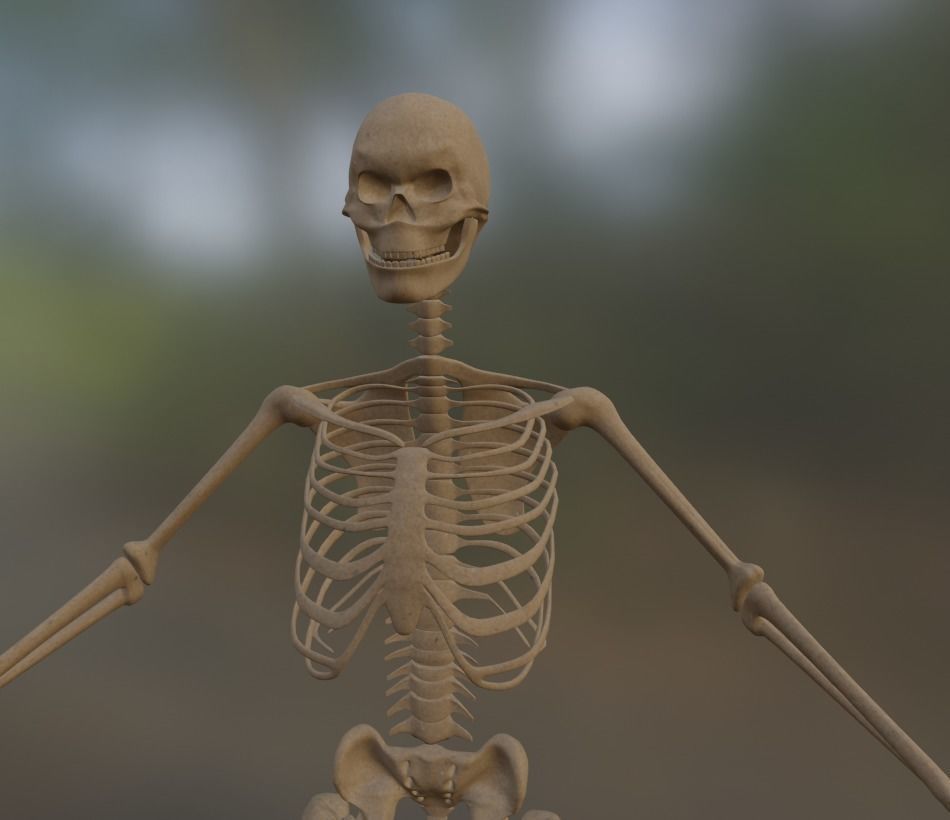 Low Poly Human Skeleton - 3d Model Low-poly 3D model_1