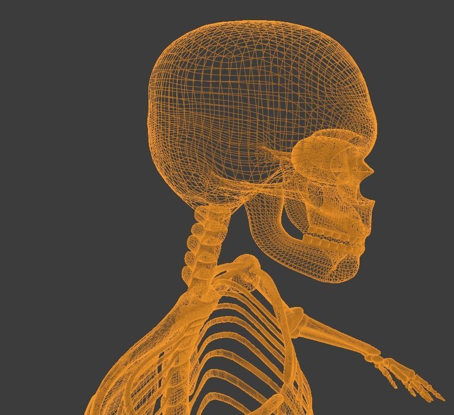 Low Poly Human Skeleton - 3d Model Low-poly 3D model_6