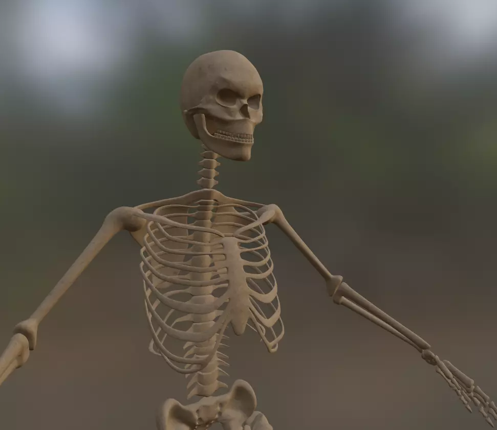 Low Poly Human Skeleton - 3d Model Low-poly 3D model_0