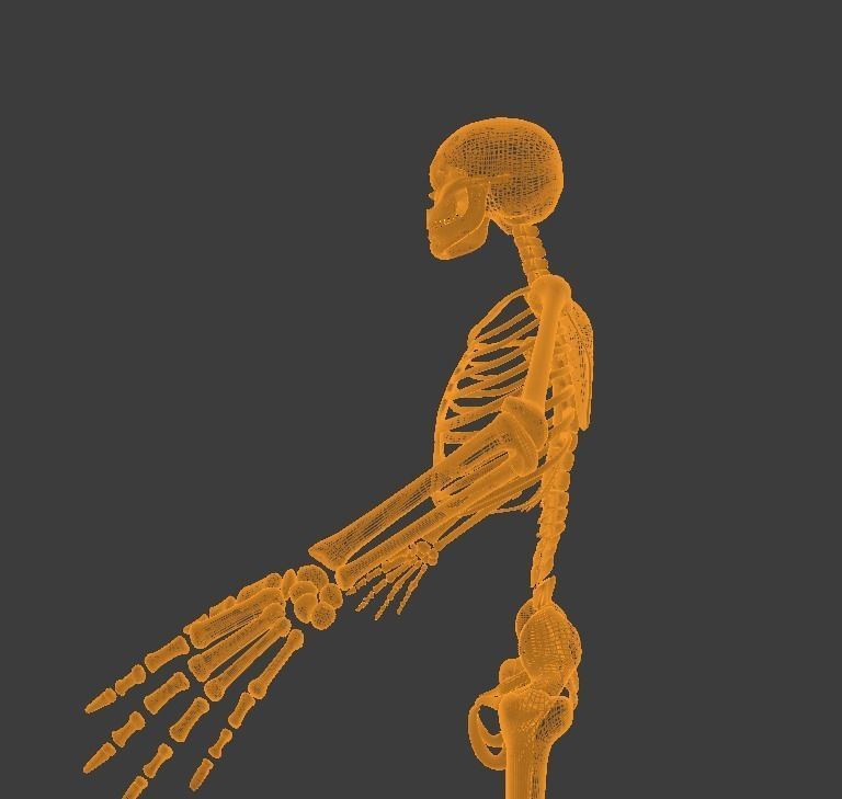 Low Poly Human Skeleton - 3d Model Low-poly 3D model_5