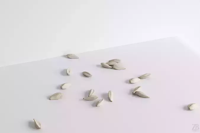 Sunflower Seed 3D model