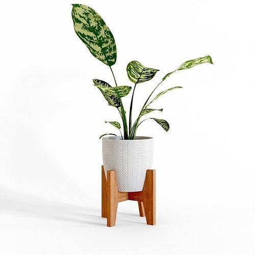 Dumb Cane Pot Plant 3D model CGTrader
