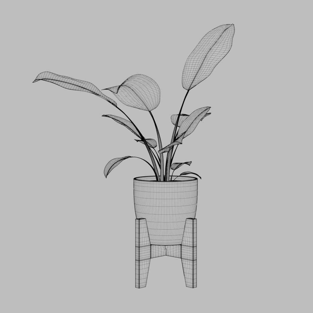 Dumb Cane Pot Plant 3D model CGTrader
