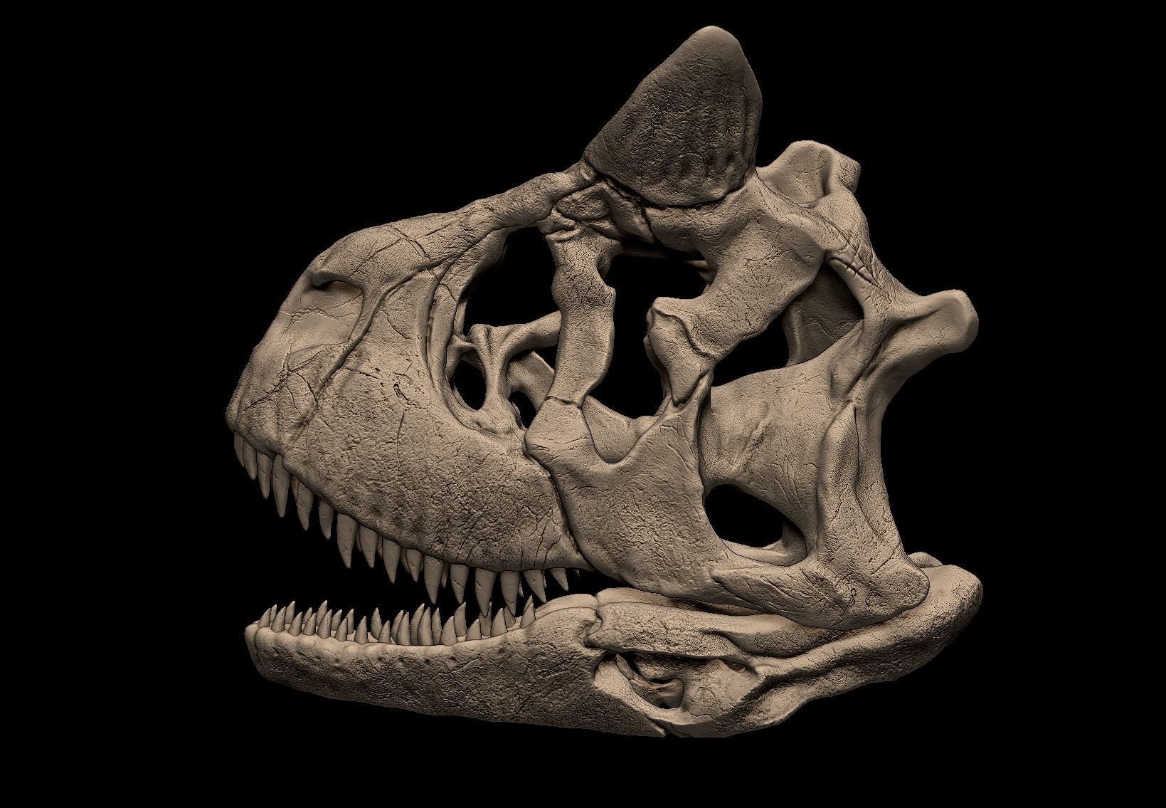 Carnotaurus Skull 3D Print Nodel 3D print model_3