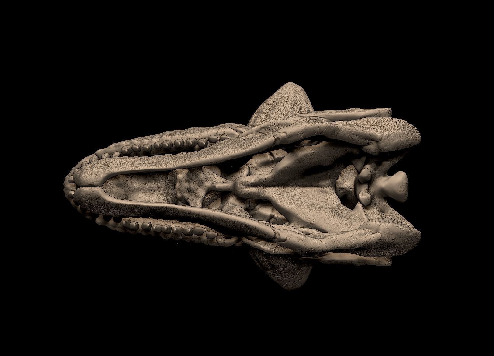 Carnotaurus Skull 3D Print Nodel 3D print model_4