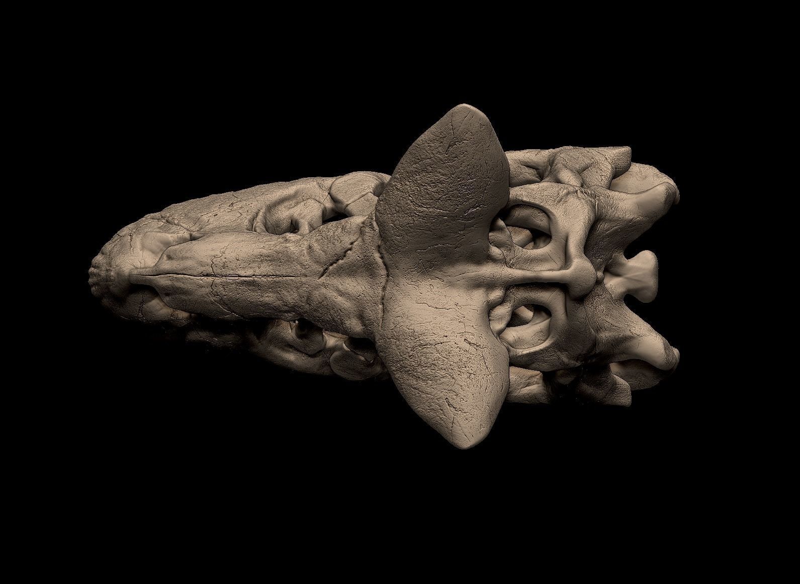 Carnotaurus Skull 3D Print Nodel 3D print model_8