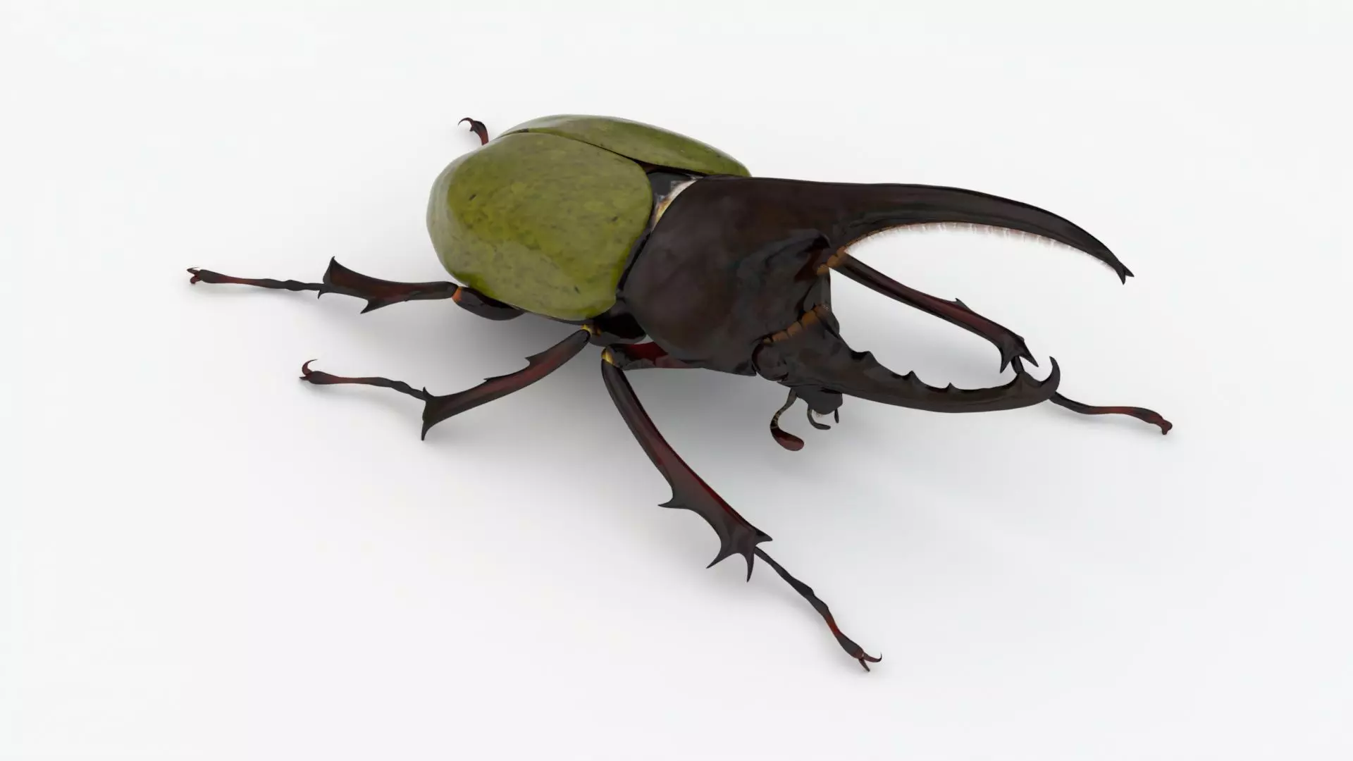 Hercules Beetle Realistic Low-poly 3D model