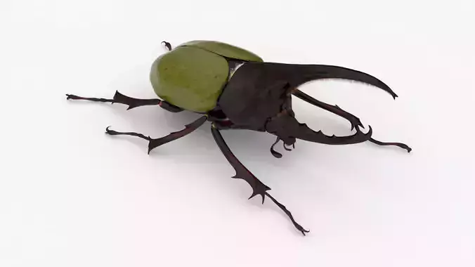 Hercules Beetle Realistic Low-poly 3D model