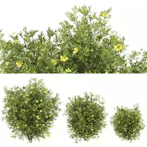 Plants11 hibiscus shrub