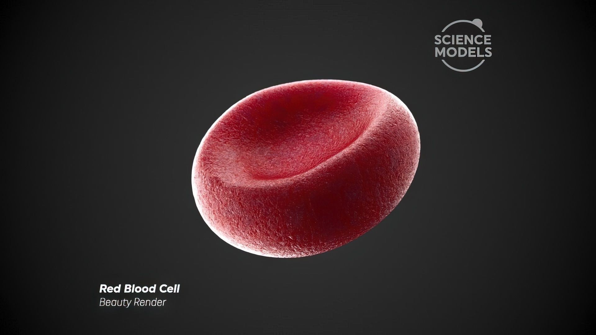 Red Blood Cell Free 3D model_2