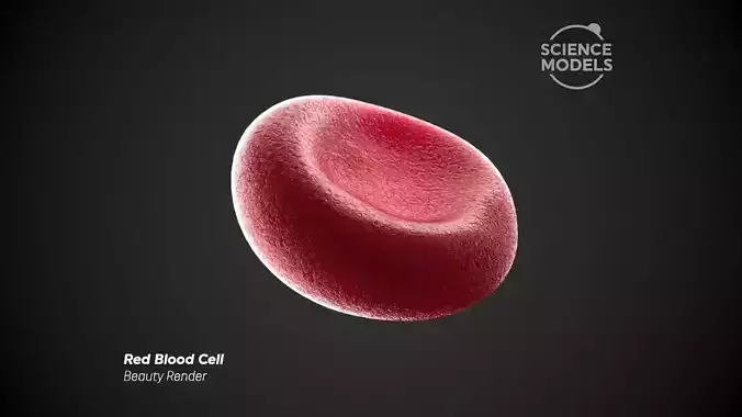 Red Blood Cell Free 3D model Red Blood Cell Free 3D model