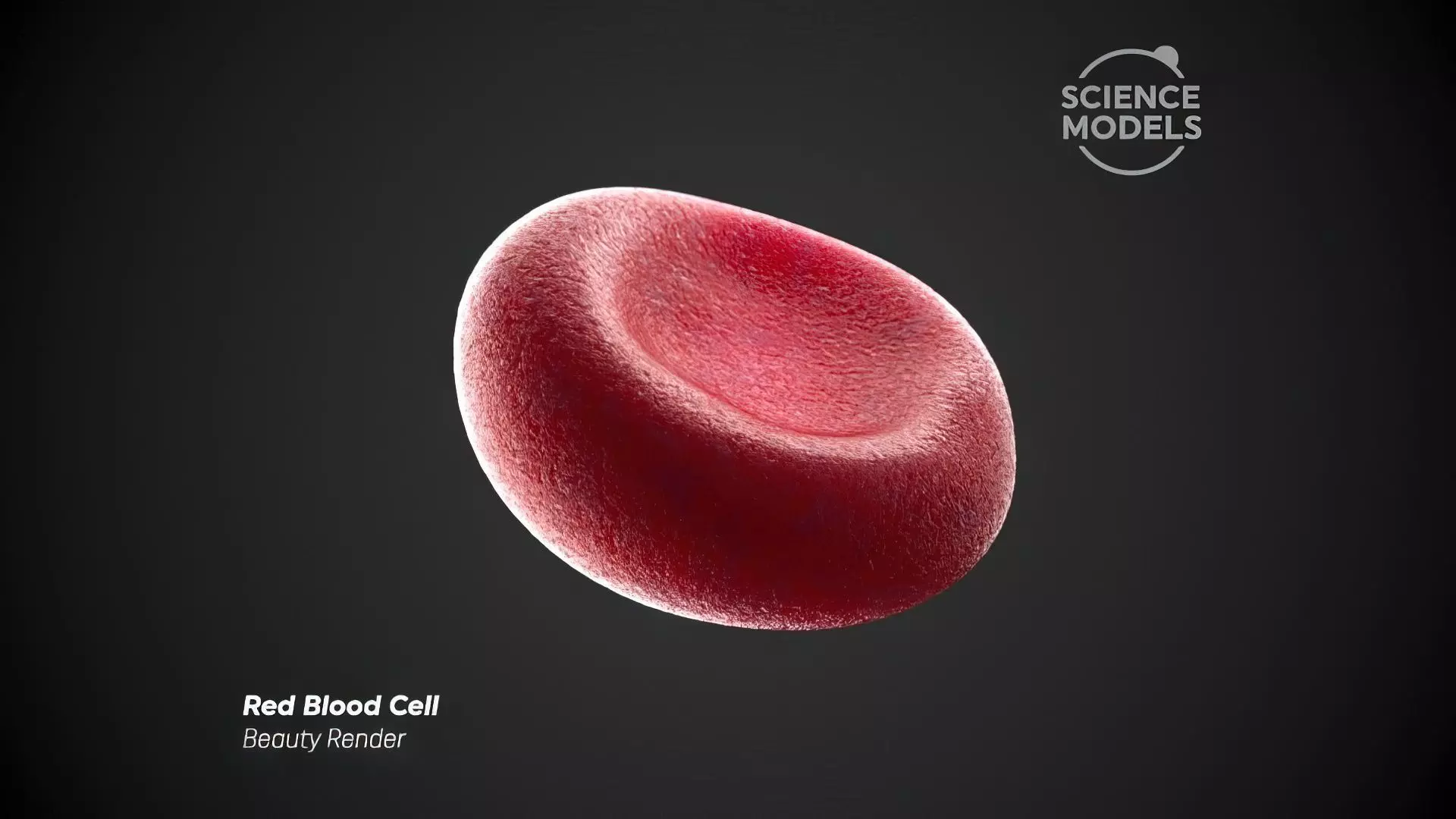 Red Blood Cell Free 3D model_0
