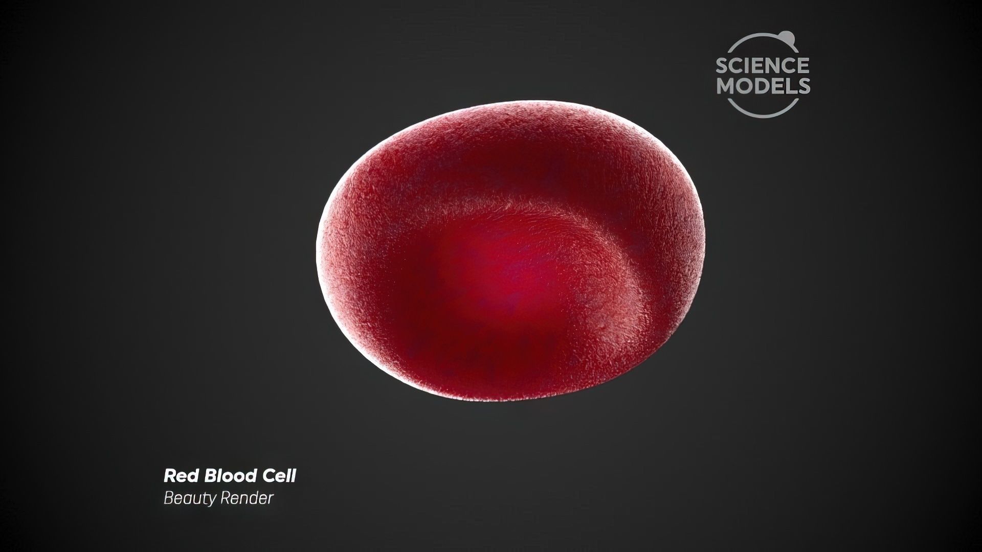 Red Blood Cell Free 3D model_3