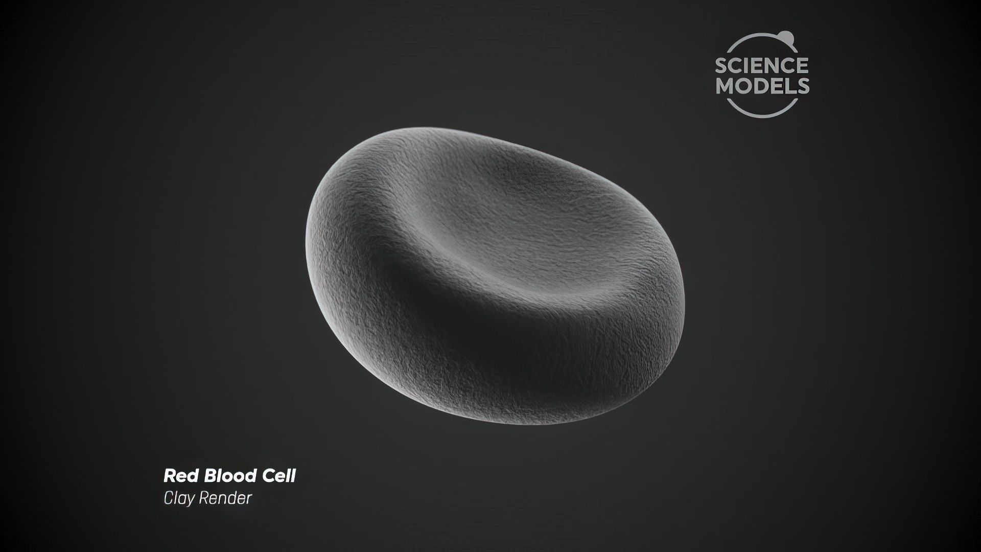 Red Blood Cell Free 3D model_4