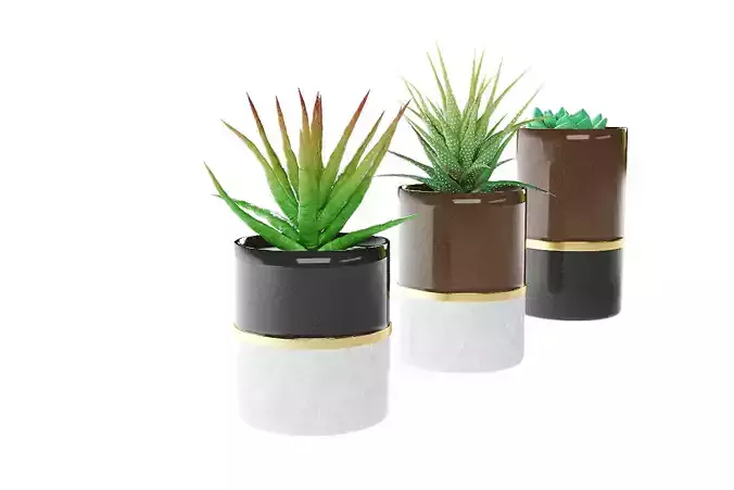 succulent marble planter