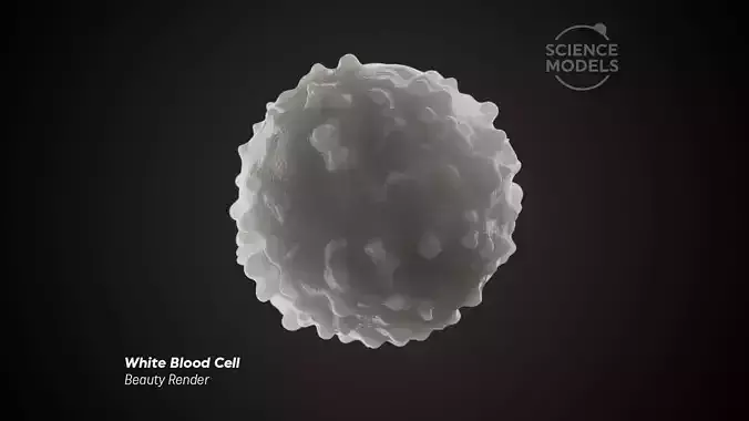 White Blood Cell 3D model White Blood Cell 3D model