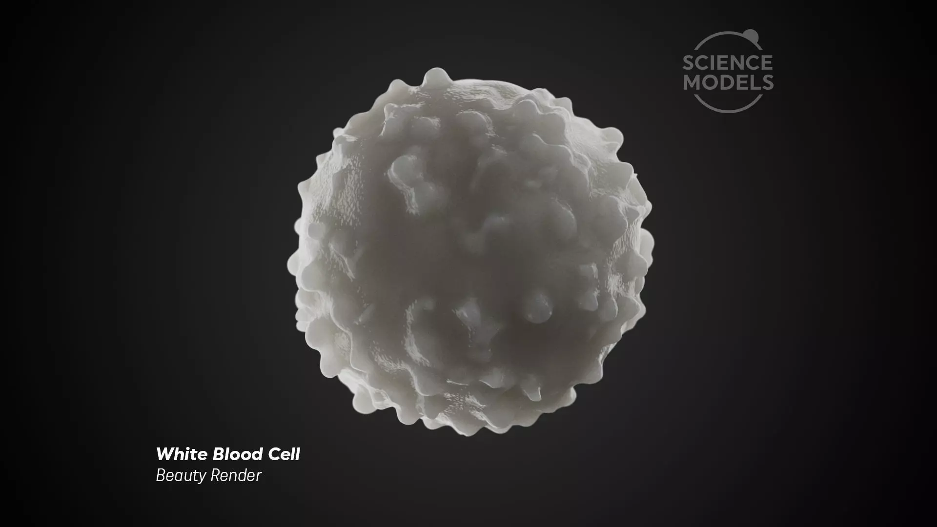 White Blood Cell 3D model_0
