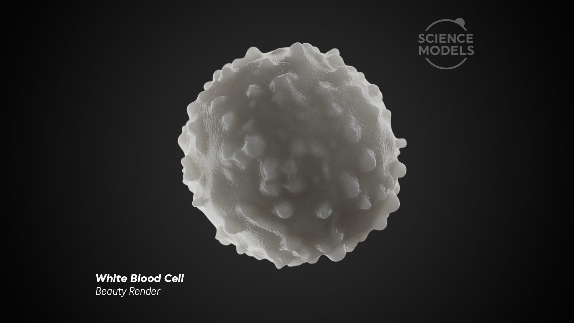 White Blood Cell 3D model_2