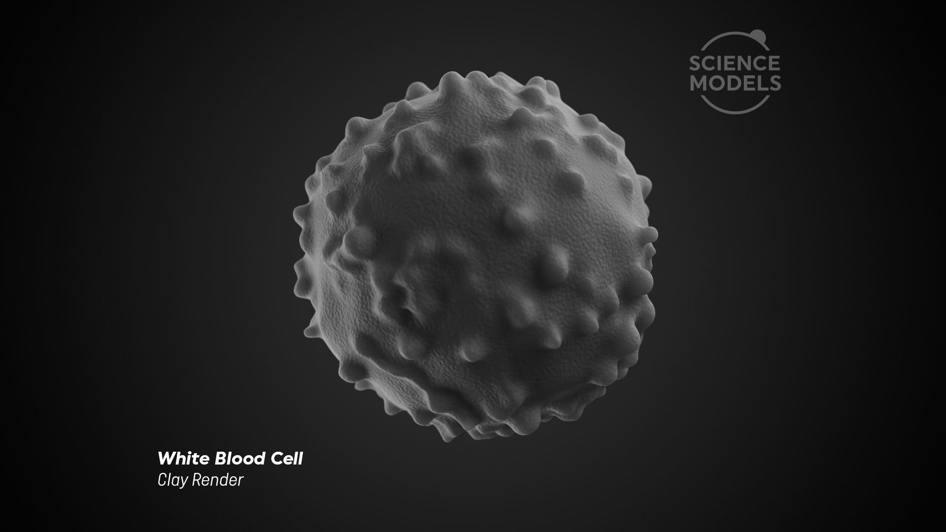 White Blood Cell 3D model_5