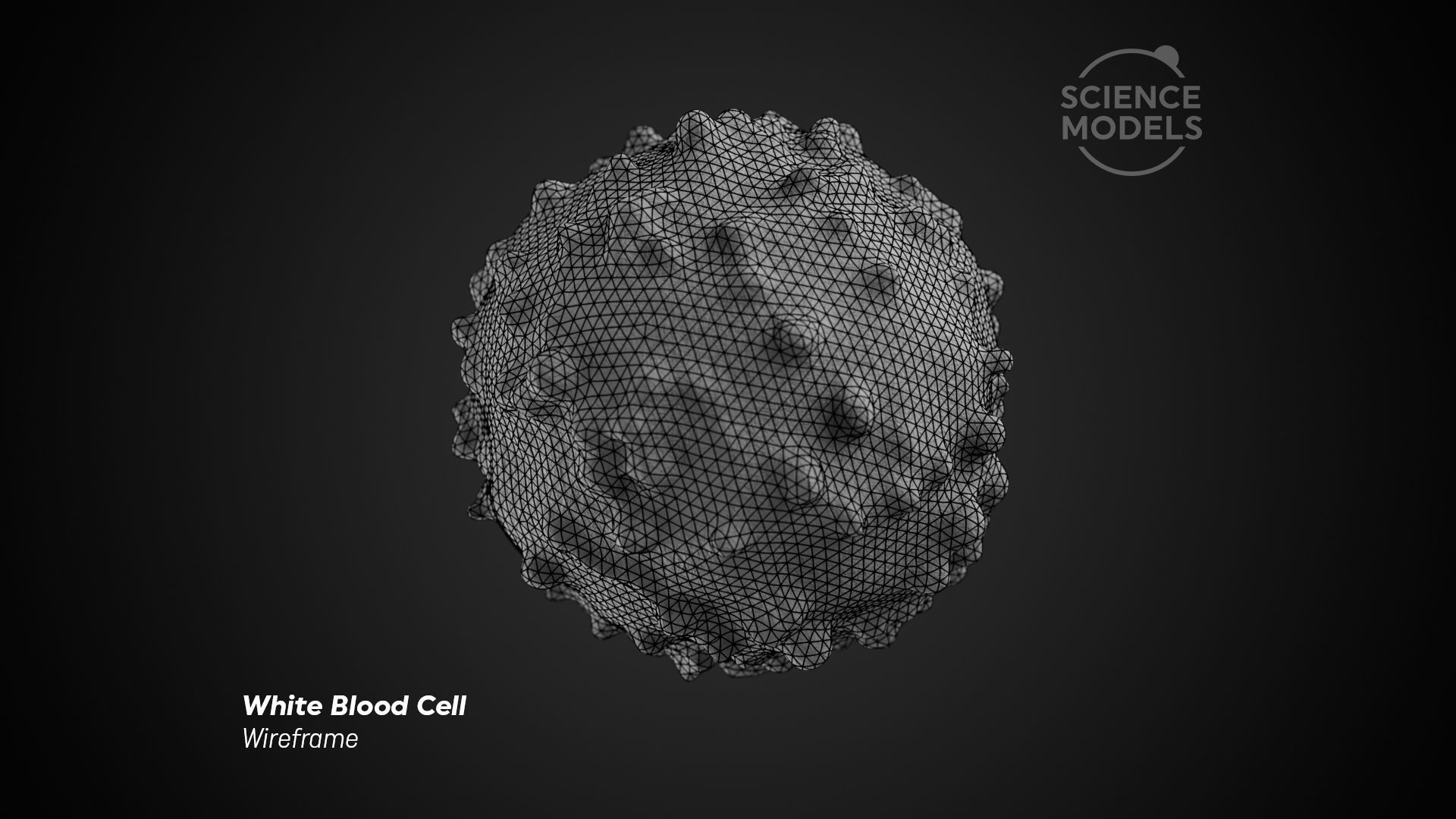 White Blood Cell 3D model_4