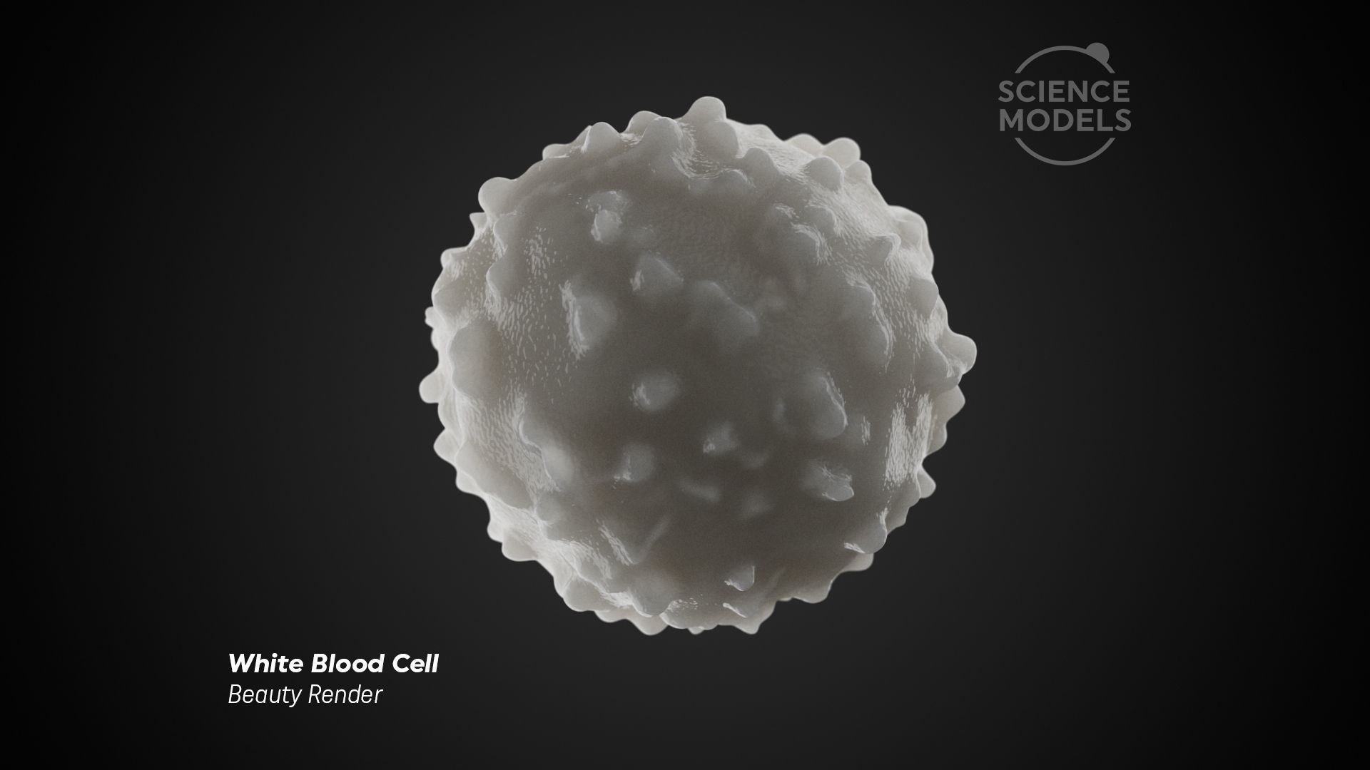 White Blood Cell 3D model_3