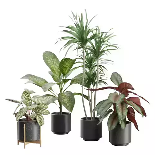 Indoor Plants Pack 33 3D model