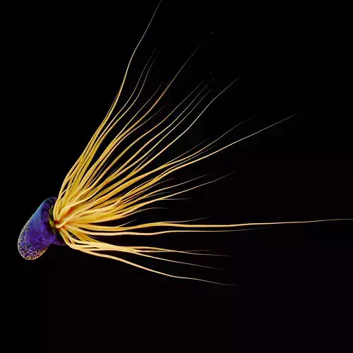 Bacteria 3D Model jellyfish 3D model