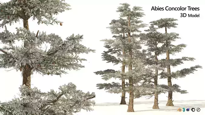 Winter Abies concolor trees 3D model