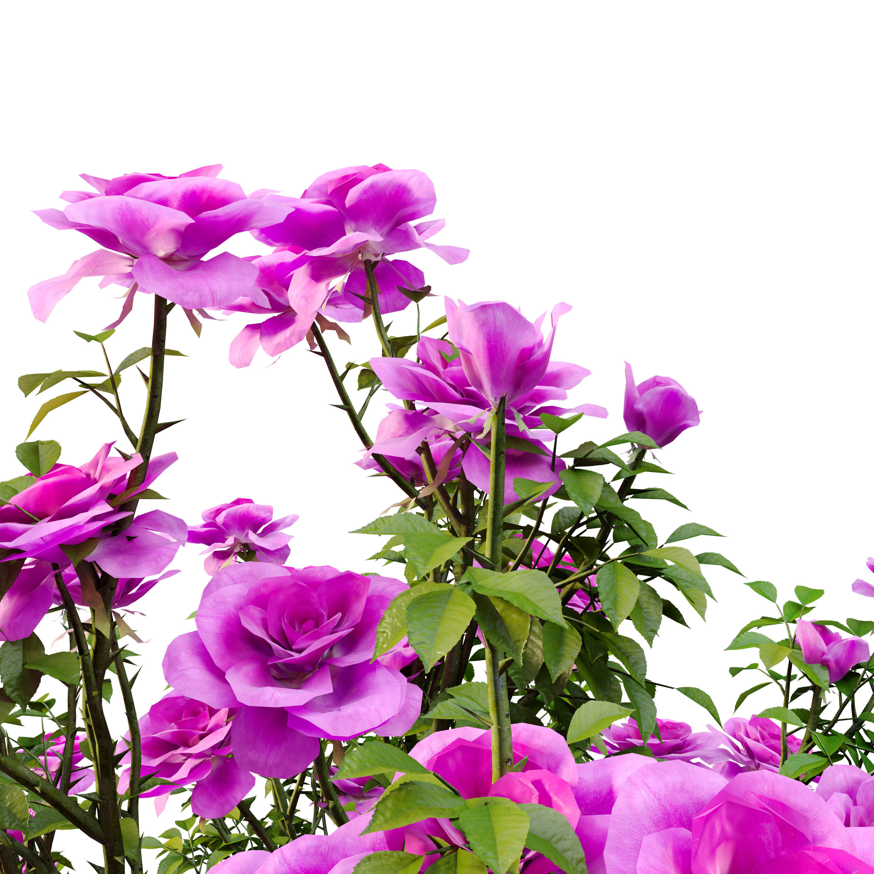 Rose bush 3D model_5