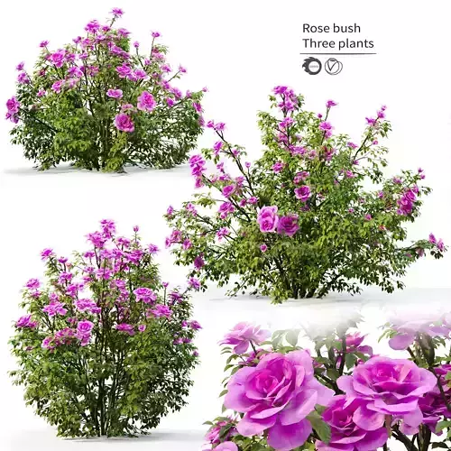 Rose bush 3D model