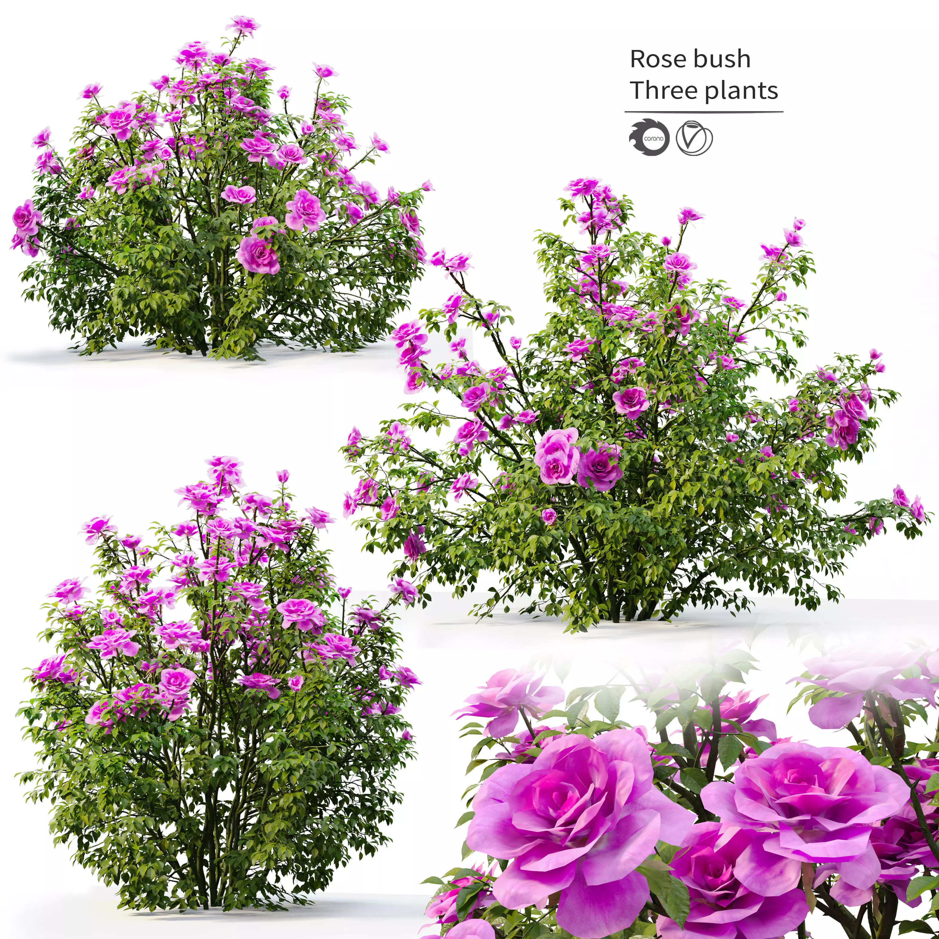 Rose bush 3D model_0