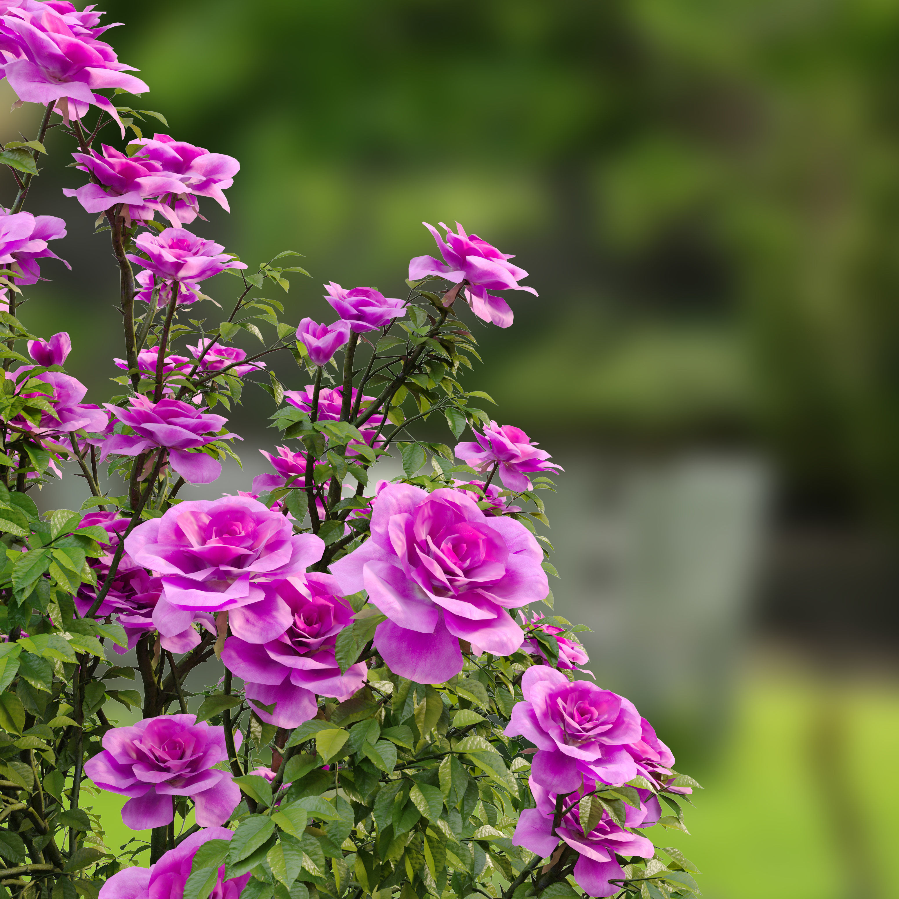 Rose bush 3D model_2