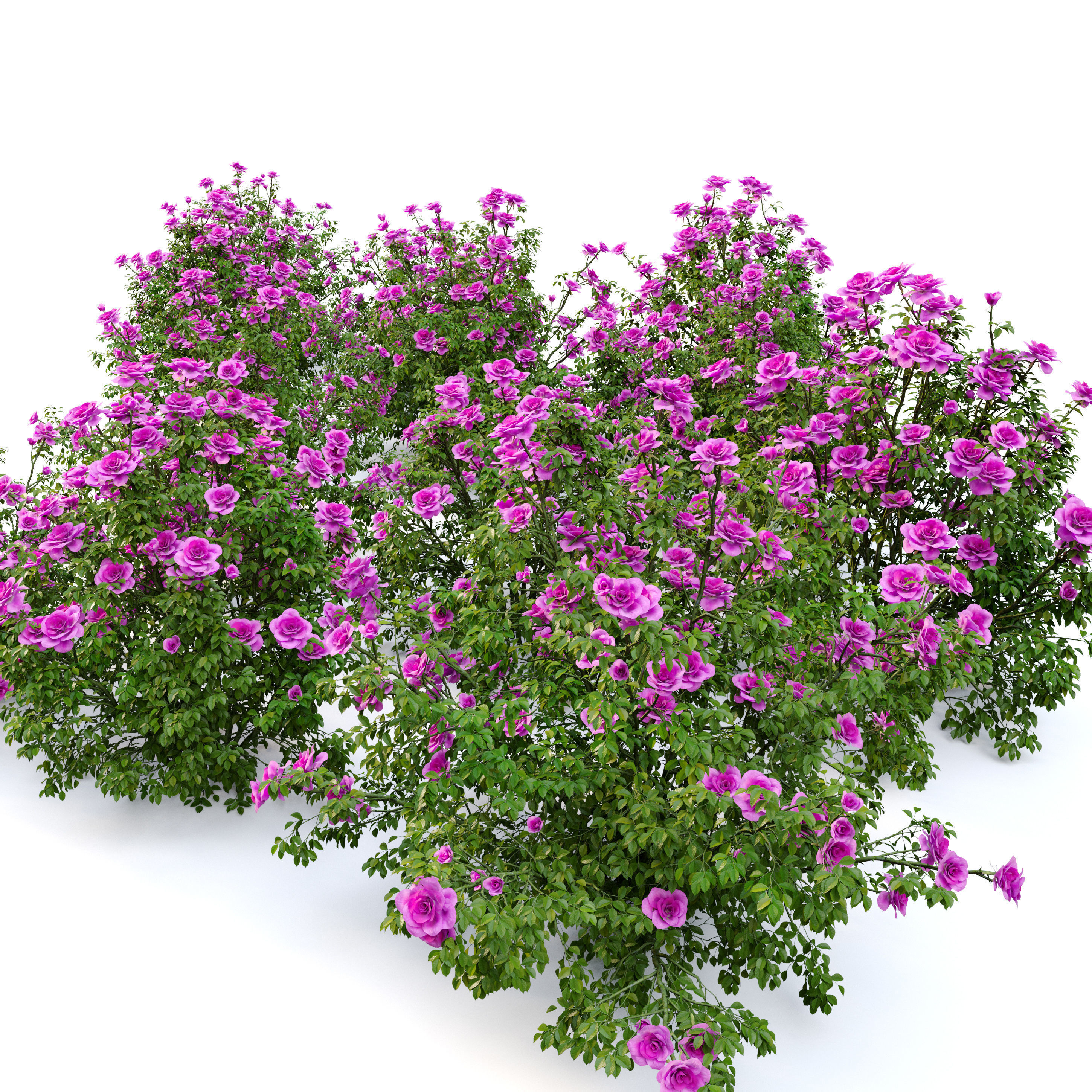 Rose bush 3D model_4
