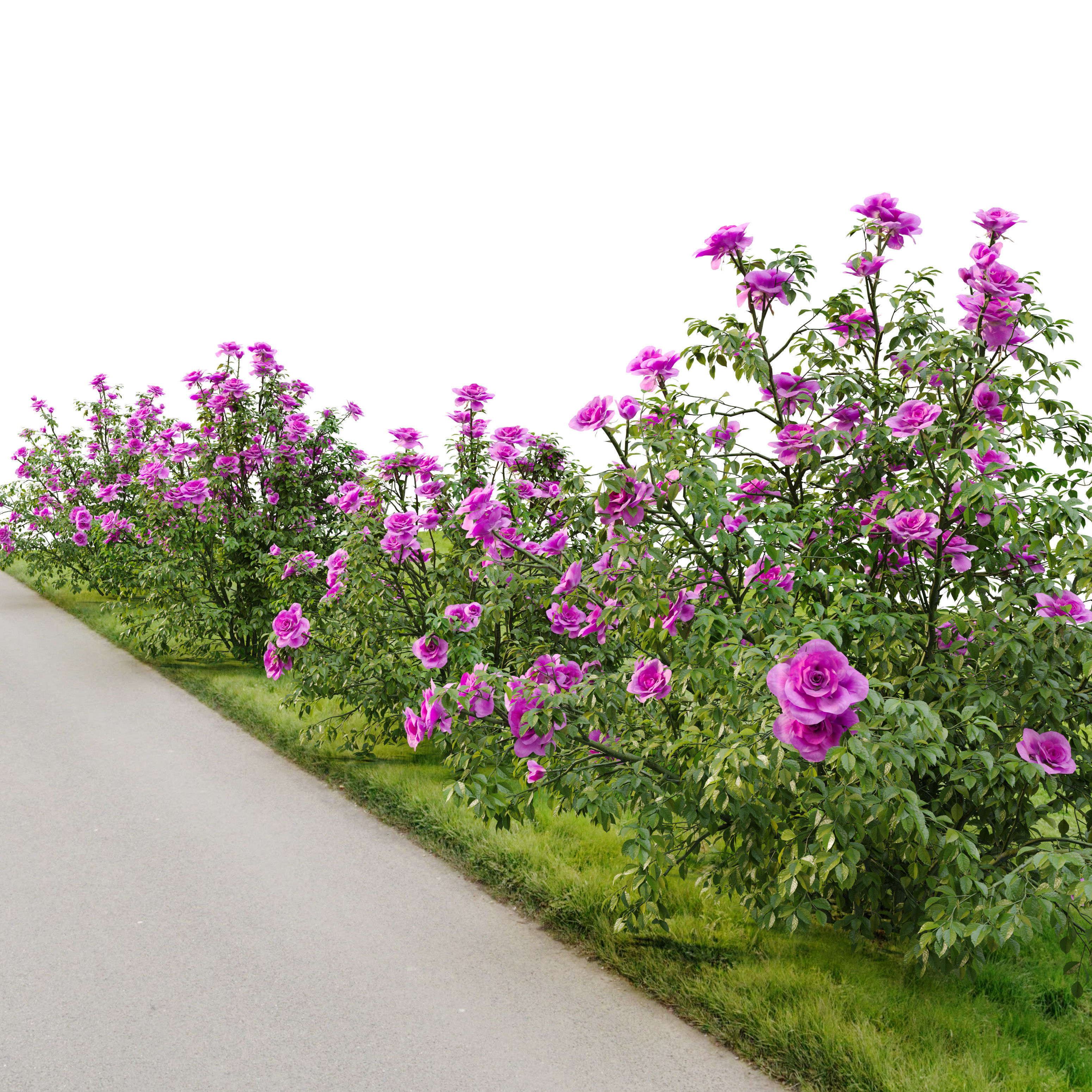 Rose bush 3D model_3