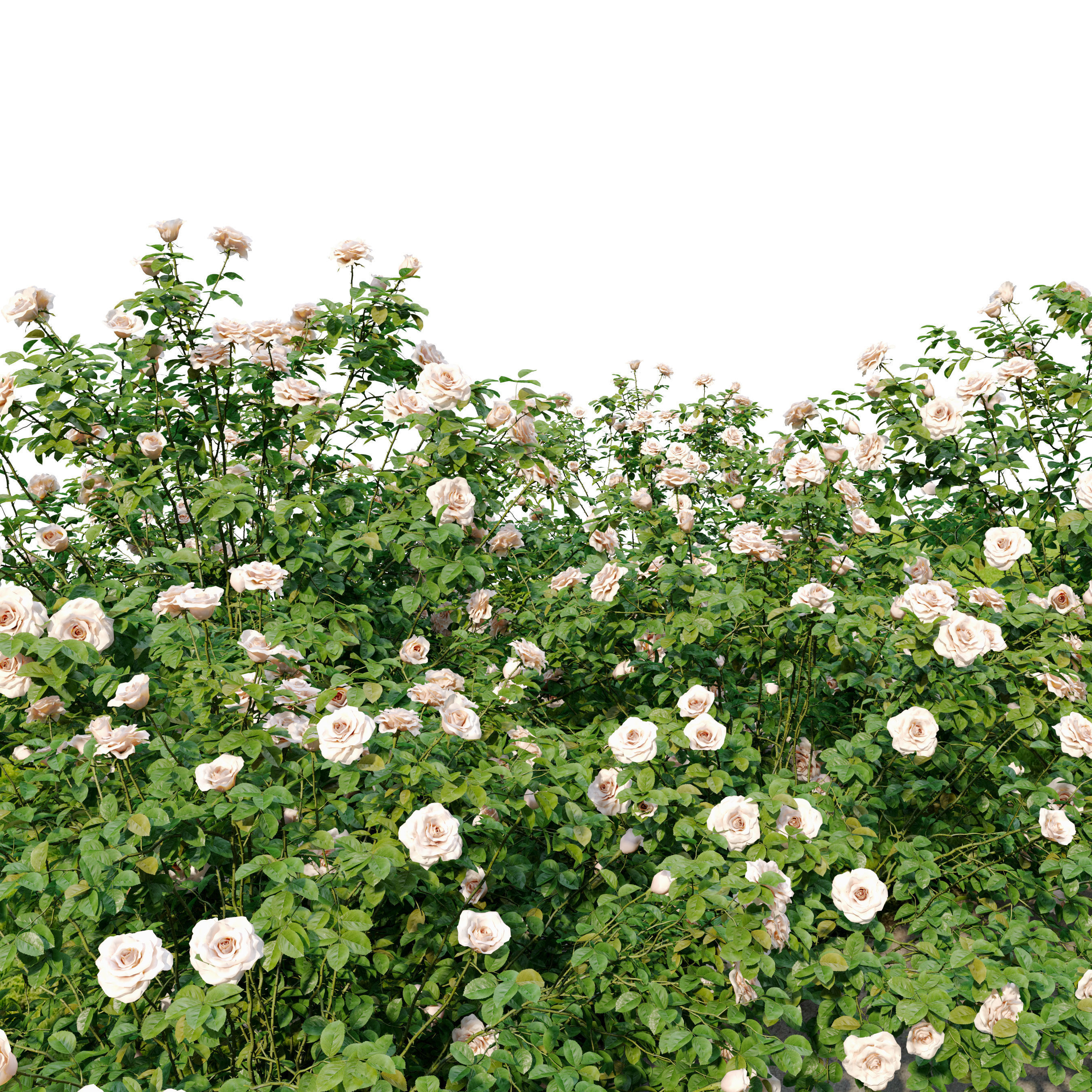 Rose bush 02 3D model_4