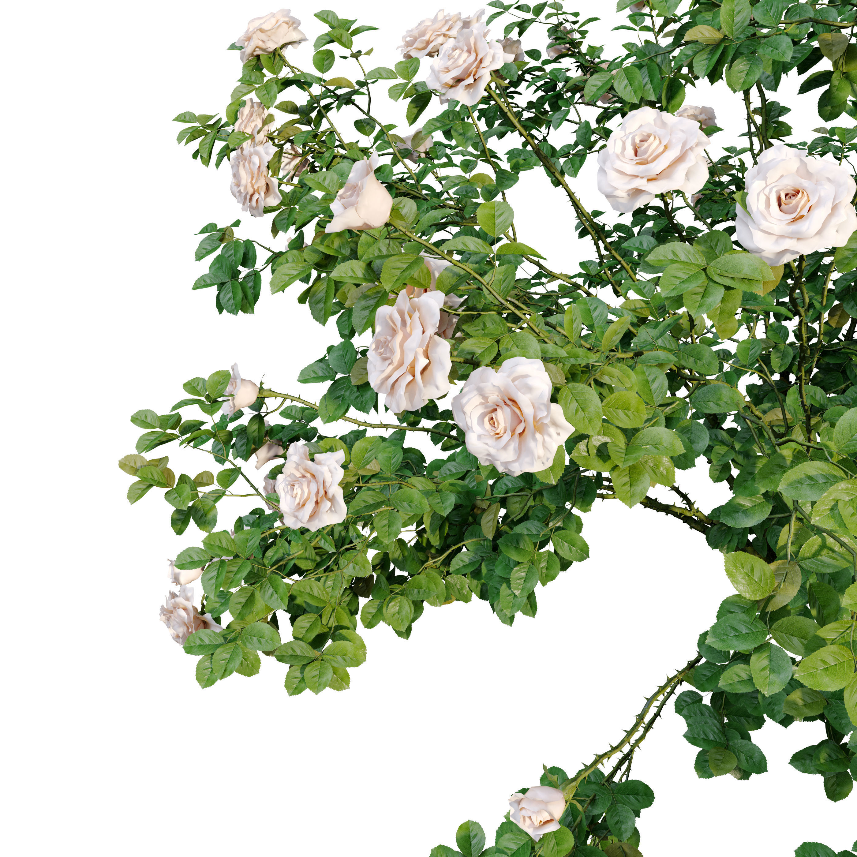 Rose bush 02 3D model_2